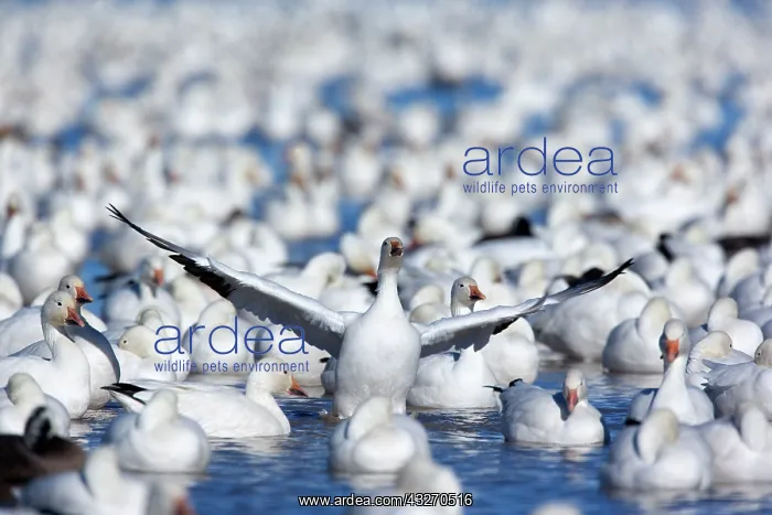 : 80188095 Snow / Blue Goose - flock of wintering : 80188095 Snow / Blue Goose - flock of wintering