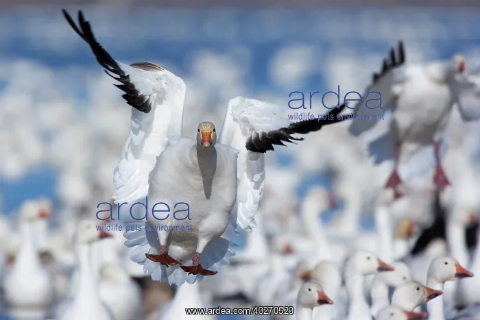 : 80188096 Snow / Blue Goose - flock of wintering : 80188096 Snow / Blue Goose - flock of wintering