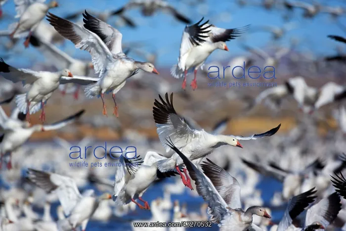 : 80188097 Snow / Blue Goose - flock of wintering : 80188097 Snow / Blue Goose - flock of wintering