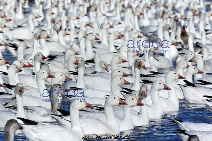 : 80188098 Snow / Blue Goose - flock of wintering : 80188098 Snow / Blue Goose - flock of wintering