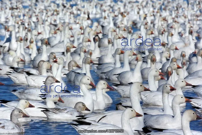 : 80188099 Snow / Blue Goose - flock of wintering : 80188099 Snow / Blue Goose - flock of wintering