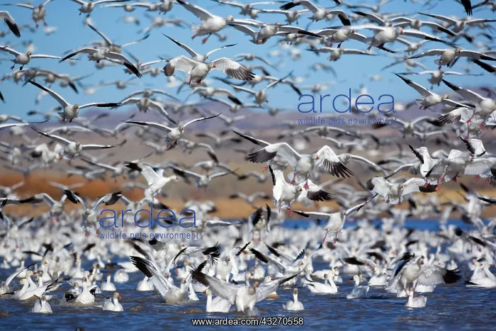 : 80188100 Snow / Blue Goose - flock of wintering : 80188100 Snow / Blue Goose - flock of wintering