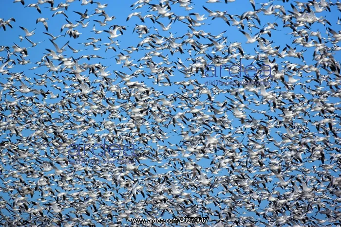 : 80188101 Snow / Blue Goose - flock of wintering : 80188101 Snow / Blue Goose - flock of wintering