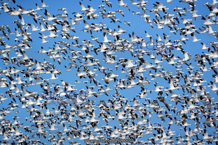 : 80188102 Snow / Blue Goose - flock of wintering : 80188102 Snow / Blue Goose - flock of wintering
