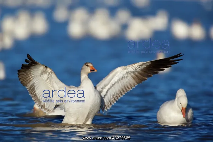 : 80188103 Snow / Blue Goose Bosque del Apache National : 80188103 Snow / Blue Goose Bosque del Apache National
