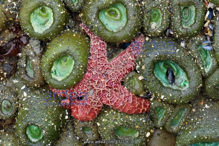 : 80188109 Ochraceous Starfish and Giant Green Anemone : 80188109 Ochraceous Starfish and Giant Green Anemone