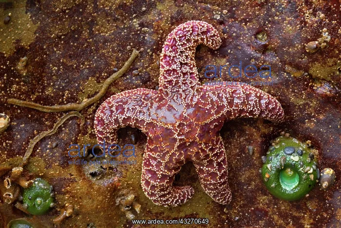 : 80188110 Ochraceous Starfish and Giant Green Anemone : 80188110 Ochraceous Starfish and Giant Green Anemone