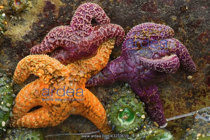 : 80188111 Ochraceous Starfish and Giant Green Anemone : 80188111 Ochraceous Starfish and Giant Green Anemone