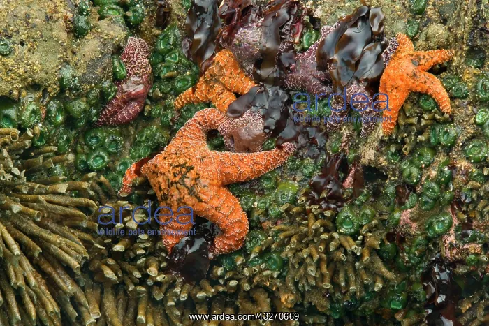 : 80188112 Ochraceous Starfish and Giant Green Anemone : 80188112 Ochraceous Starfish and Giant Green Anemone