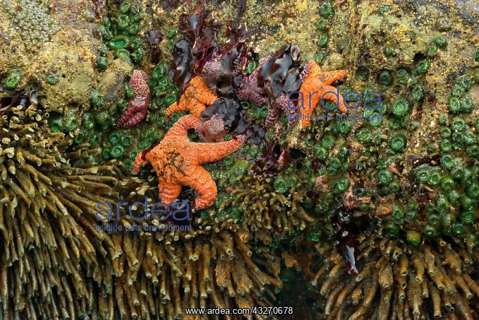 : 80188113 Ochraceous Starfish and Giant Green Anemone : 80188113 Ochraceous Starfish and Giant Green Anemone