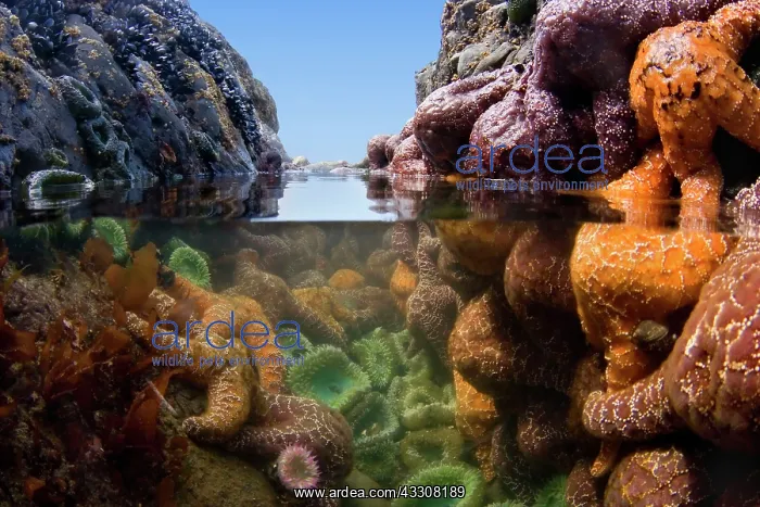 : 80188115 Ochraceous Starfish and Giant Green Anemone : 80188115 Ochraceous Starfish and Giant Green Anemone
