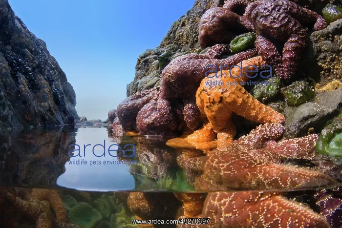 : 80188116 Ochraceous Starfish and Giant Green Anemone : 80188116 Ochraceous Starfish and Giant Green Anemone