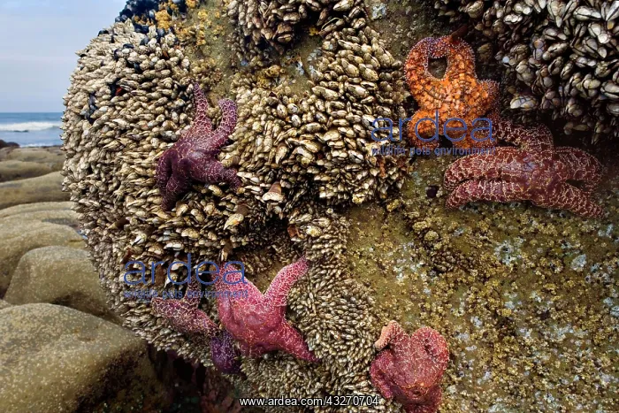 : 80188117 Ochraceous Starfish and Goose Neck Barnacle : 80188117 Ochraceous Starfish and Goose Neck Barnacle