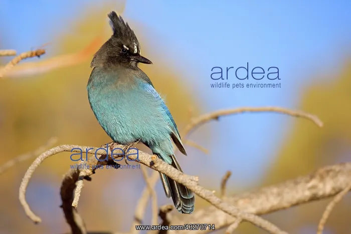 : 80188118 Steller's Jay - an adult male Bryce Canyon : 80188118 Steller's Jay - an adult male Bryce Canyon