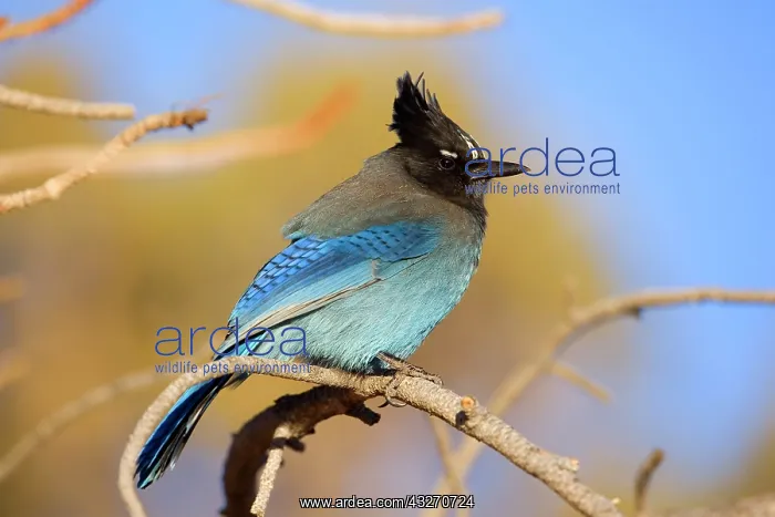 : 80188119 Steller's Jay - an adult male Bryce Canyon : 80188119 Steller's Jay - an adult male Bryce Canyon