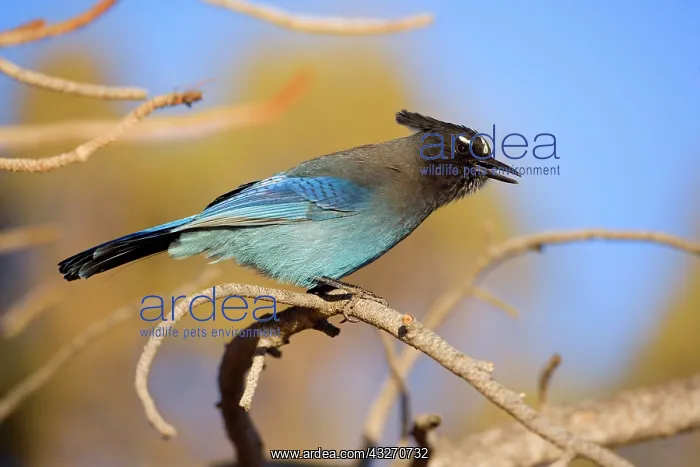 : 80188120 Steller's Jay - an adult male Bryce Canyon : 80188120 Steller's Jay - an adult male Bryce Canyon