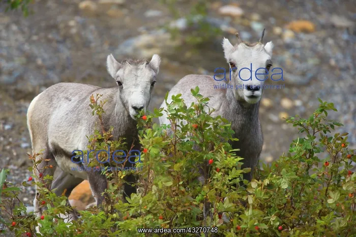: 80188122 Stone / Thinhorn Sheep - two young adult : 80188122 Stone / Thinhorn Sheep - two young adult