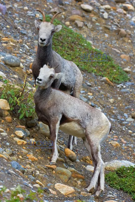  : 80188123 Stone  /  Thinhorn Sheep - two adult sheep