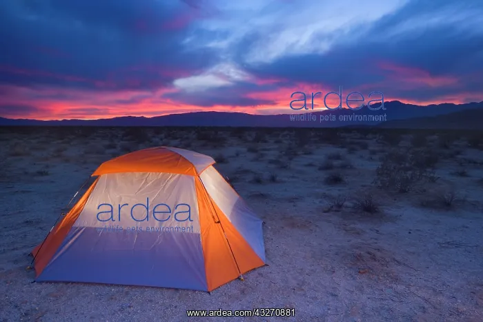 : 80188137 Tent in desert - a lonesome tent pitched : 80188137 Tent in desert - a lonesome tent pitched