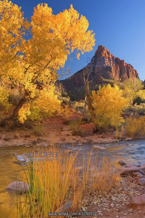 : 80188141 The Watchman - red cliffs of mountain called : 80188141 The Watchman - red cliffs of mountain called