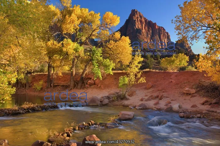 : 80188142 The Watchman - red cliffs of mountain called : 80188142 The Watchman - red cliffs of mountain called