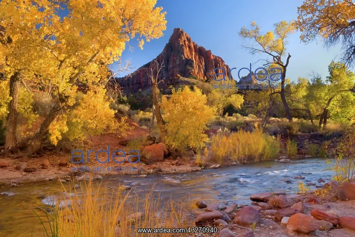 : 80188143 The Watchman - red cliffs of mountain called : 80188143 The Watchman - red cliffs of mountain called