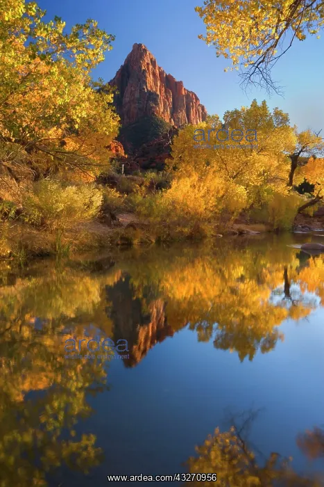 : 80188145 The Watchman - red cliffs of mountain called : 80188145 The Watchman - red cliffs of mountain called