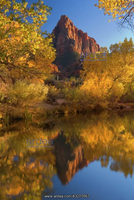 : 80188146 The Watchman - red cliffs of mountain called : 80188146 The Watchman - red cliffs of mountain called