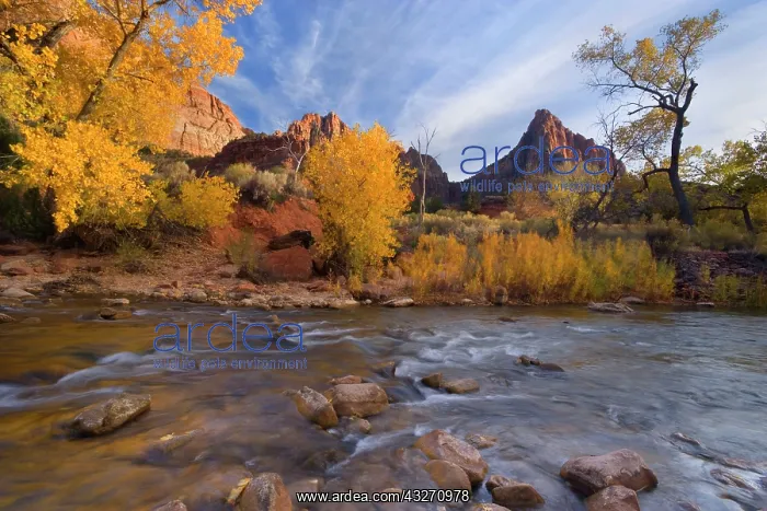 : 80188147 The Watchman - red cliffs of mountain called : 80188147 The Watchman - red cliffs of mountain called