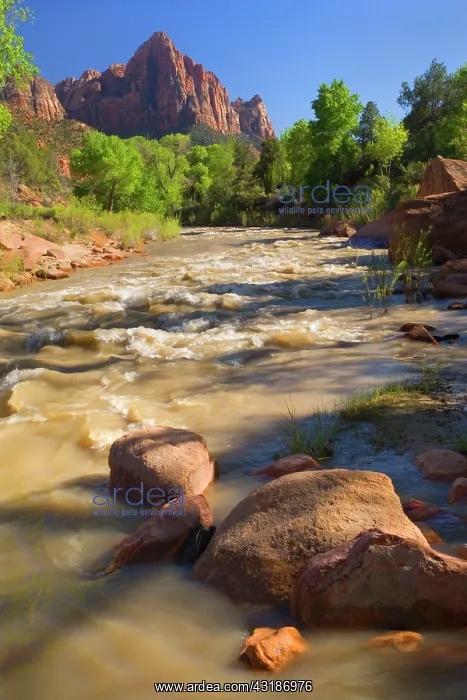 : 80188149 The Watchman and Virgin River - Virgin : 80188149 The Watchman and Virgin River - Virgin