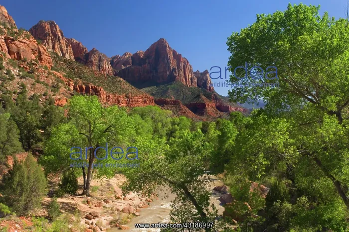 : 80188151 The Watchman and Virgin River - Virgin : 80188151 The Watchman and Virgin River - Virgin