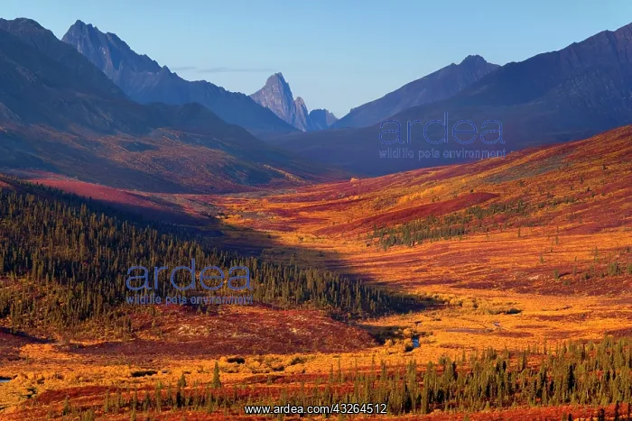 : 80188174 Tombstone Mountains - colourful autumn : 80188174 Tombstone Mountains - colourful autumn