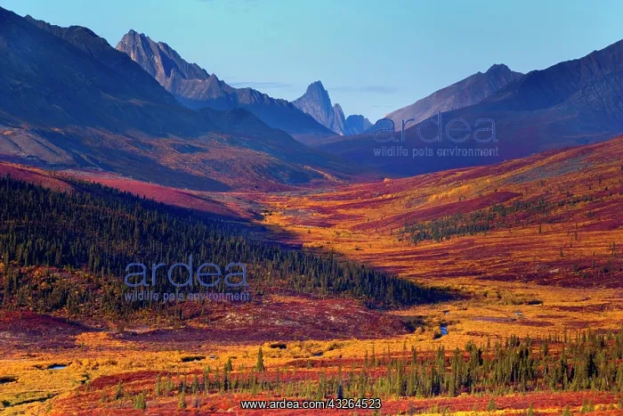 : 80188175 Tombstone Mountains - colourful autumn : 80188175 Tombstone Mountains - colourful autumn