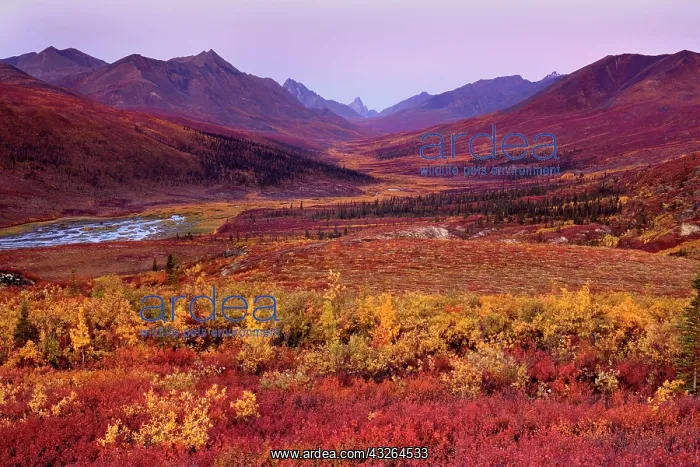 : 80188176 Tombstone Mountains - colourful autumn : 80188176 Tombstone Mountains - colourful autumn