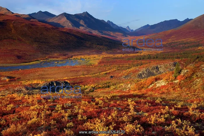 : 80188179 Tombstone Mountains - river flows through : 80188179 Tombstone Mountains - river flows through