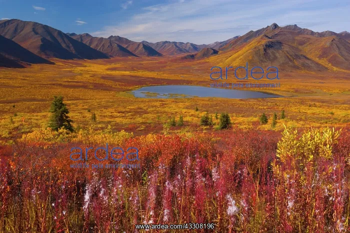 : 80188180 Tombstone Mountains - colourful autumn : 80188180 Tombstone Mountains - colourful autumn
