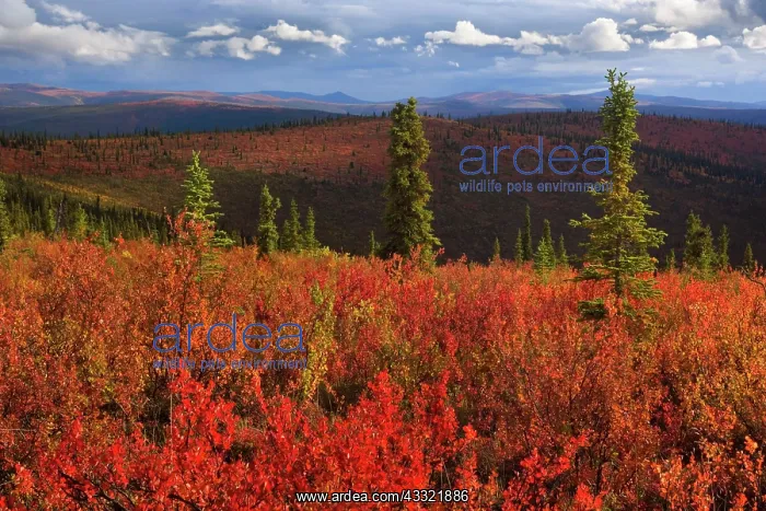 : 80188181 Top of the World Highway - colourful tundra : 80188181 Top of the World Highway - colourful tundra