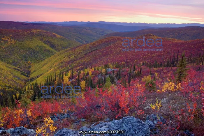 : 80188183 Top of the World Highway - tundra landscape : 80188183 Top of the World Highway - tundra landscape