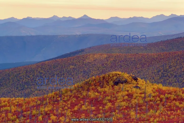 : 80188185 Top of the World Highway - tundra landscape : 80188185 Top of the World Highway - tundra landscape