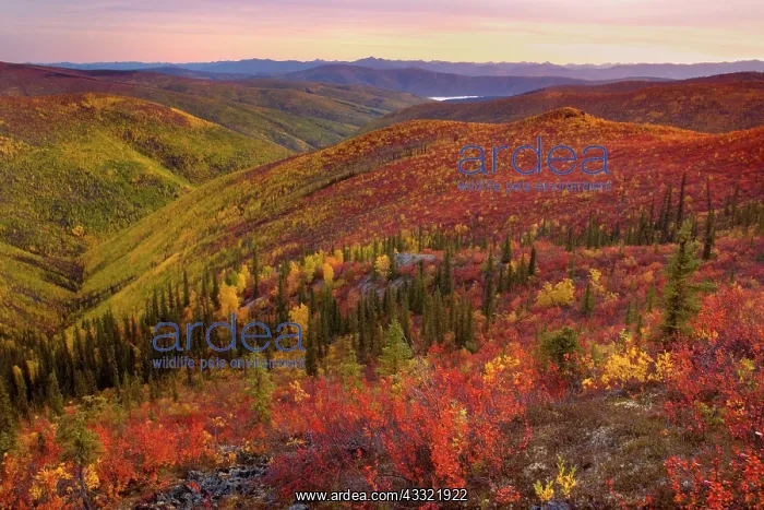 : 80188186 Top of the World Highway - tundra landscape : 80188186 Top of the World Highway - tundra landscape