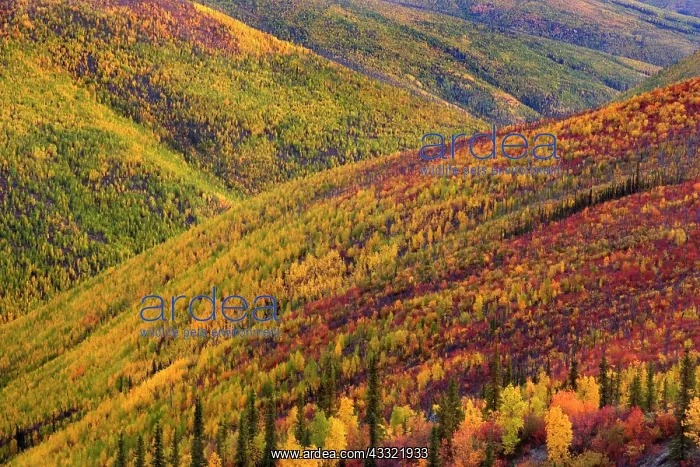 : 80188187 Top of the World Highway - tundra landscape : 80188187 Top of the World Highway - tundra landscape