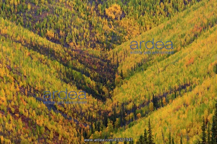 : 80188188 Top of the World Highway - tundra landscape : 80188188 Top of the World Highway - tundra landscape