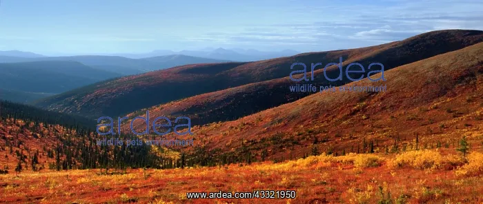  : 80188189 Top of the World Highway - tundra landscape