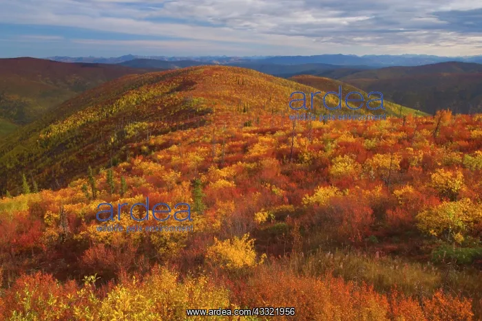 : 80188190 Top of the World Highway - tundra landscape : 80188190 Top of the World Highway - tundra landscape