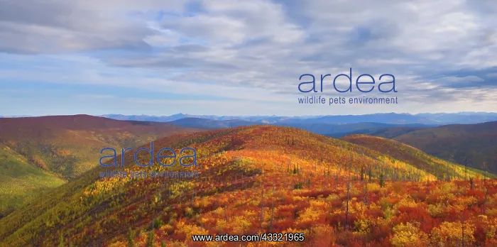 : 80188191 Top of the World Highway - tundra landscape : 80188191 Top of the World Highway - tundra landscape