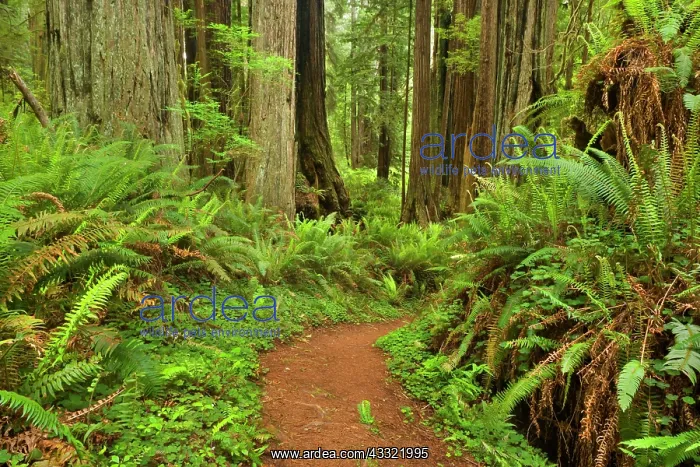 : 80188195 Hiking trail in redwood forest - hiking : 80188195 Hiking trail in redwood forest - hiking