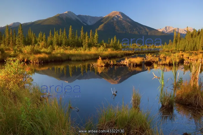 : 80188212 Vermillion Lakes - Mount Rundle and Sulphur : 80188212 Vermillion Lakes - Mount Rundle and Sulphur
