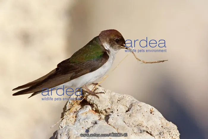 : 80188214 Violet-green swallow - female adult bird : 80188214 Violet-green swallow - female adult bird