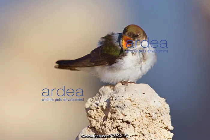 : 80188215 Violet-green swallow - female adult bird : 80188215 Violet-green swallow - female adult bird