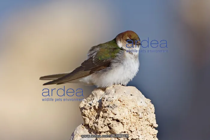 : 80188216 Violet-green swallow - female adult bird : 80188216 Violet-green swallow - female adult bird